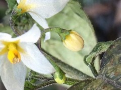 Solanum villosum