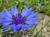 Centaurea cyanus