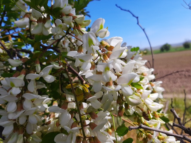 Robinia pseudoacacia