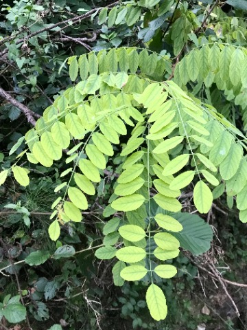 Robinia pseudoacacia