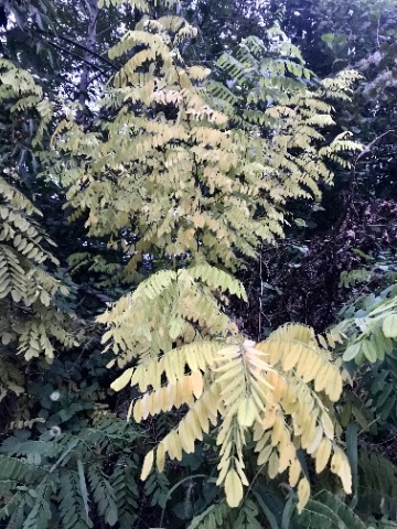 Robinia pseudoacacia