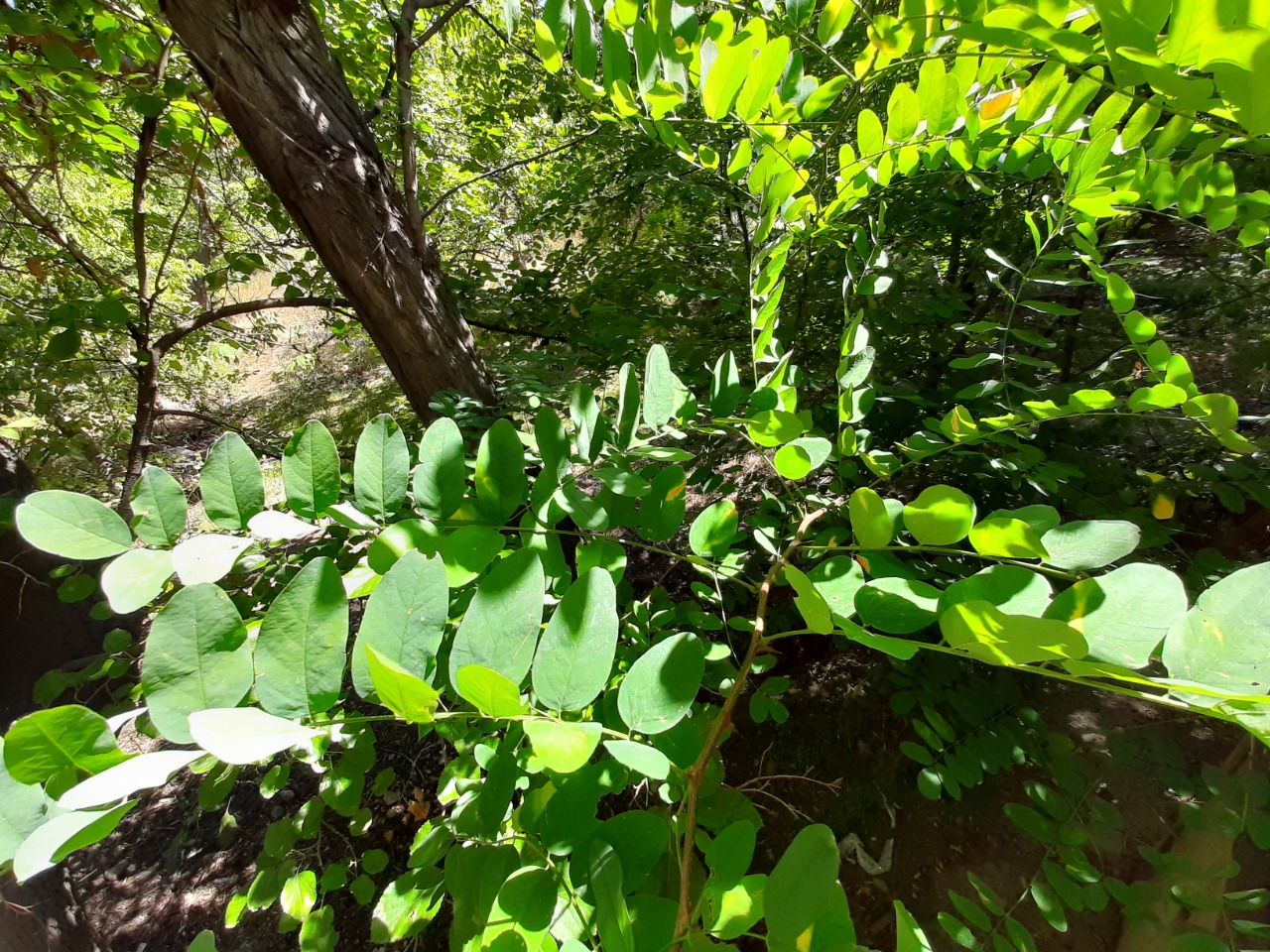 Robinia pseudoacacia