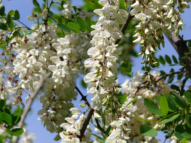 Robinia pseudoacacia