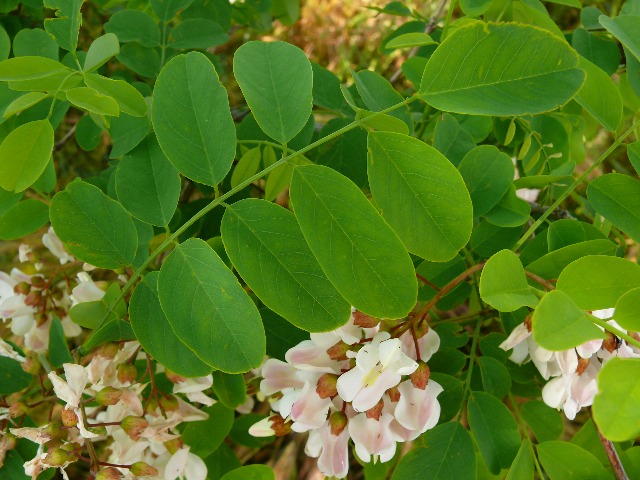 Robinia pseudoacacia