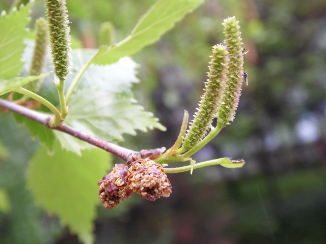 Betula pendula