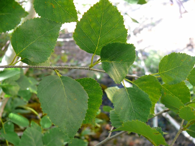 Betula pendula