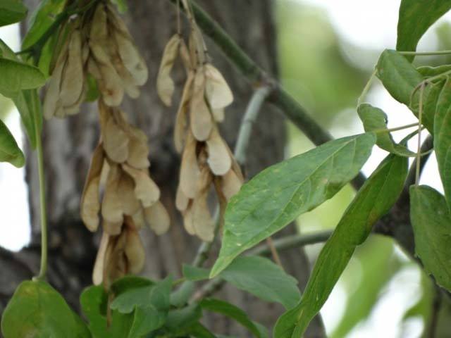 Acer negundo