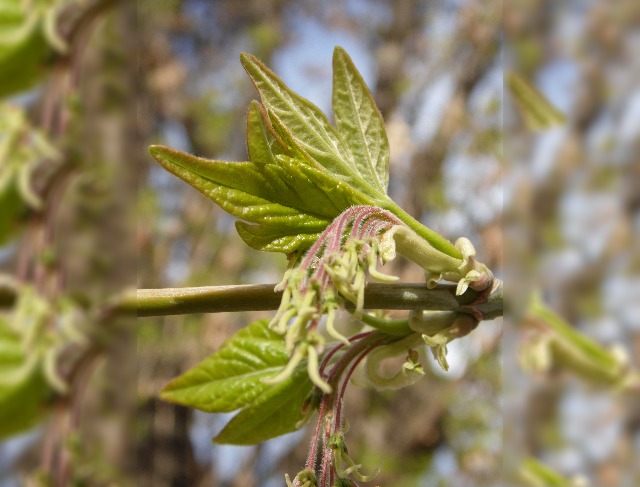 Acer negundo