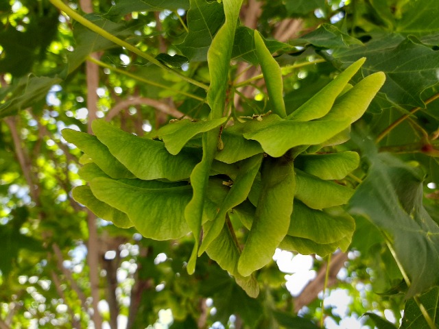 Acer platanoides