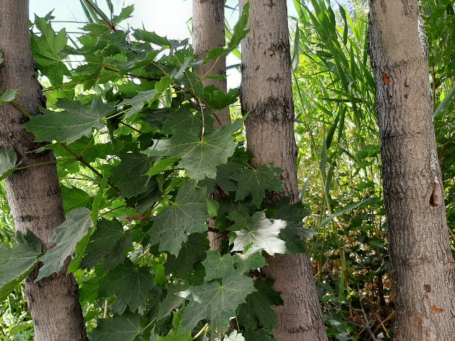 Acer platanoides