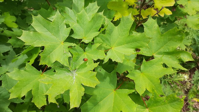 Acer platanoides