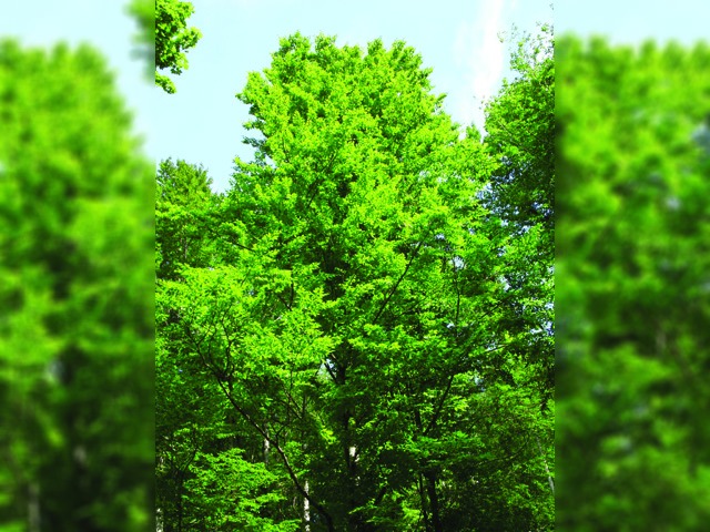 Acer platanoides