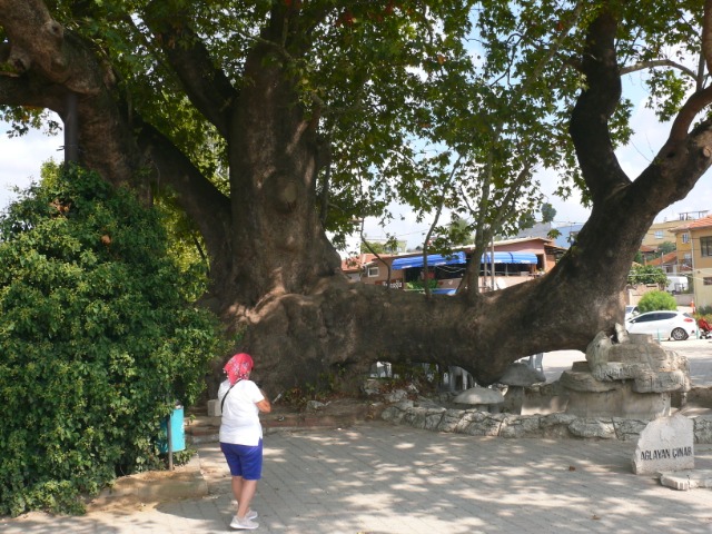 Platanus orientalis
