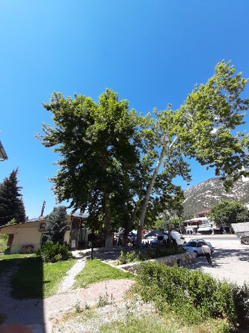 Platanus orientalis