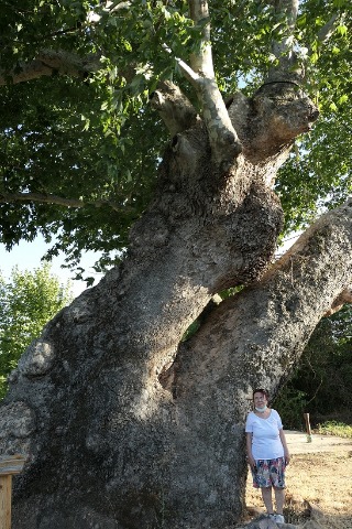 Platanus orientalis