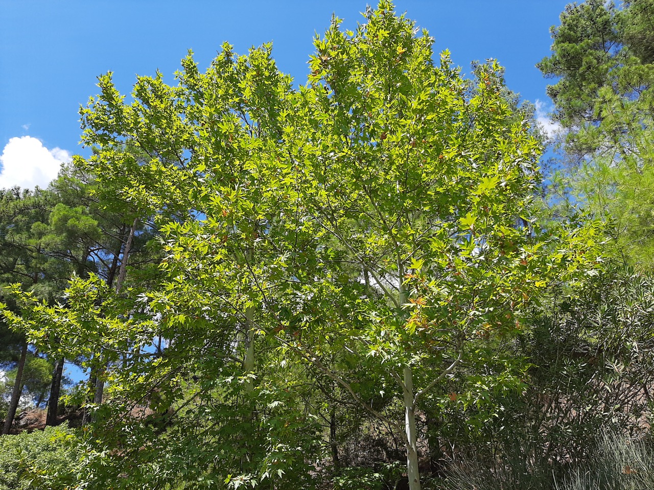 Platanus orientalis