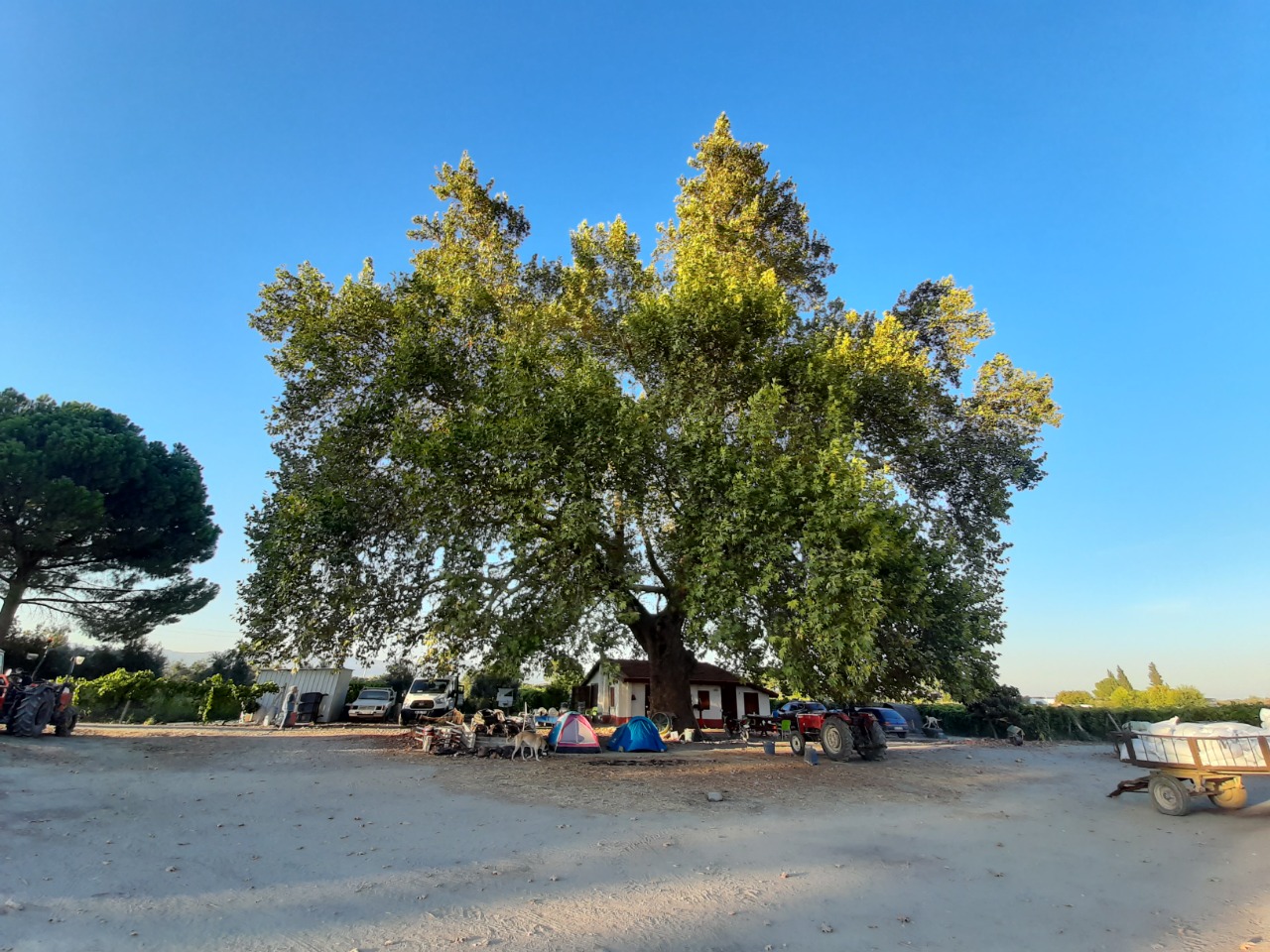 Platanus orientalis