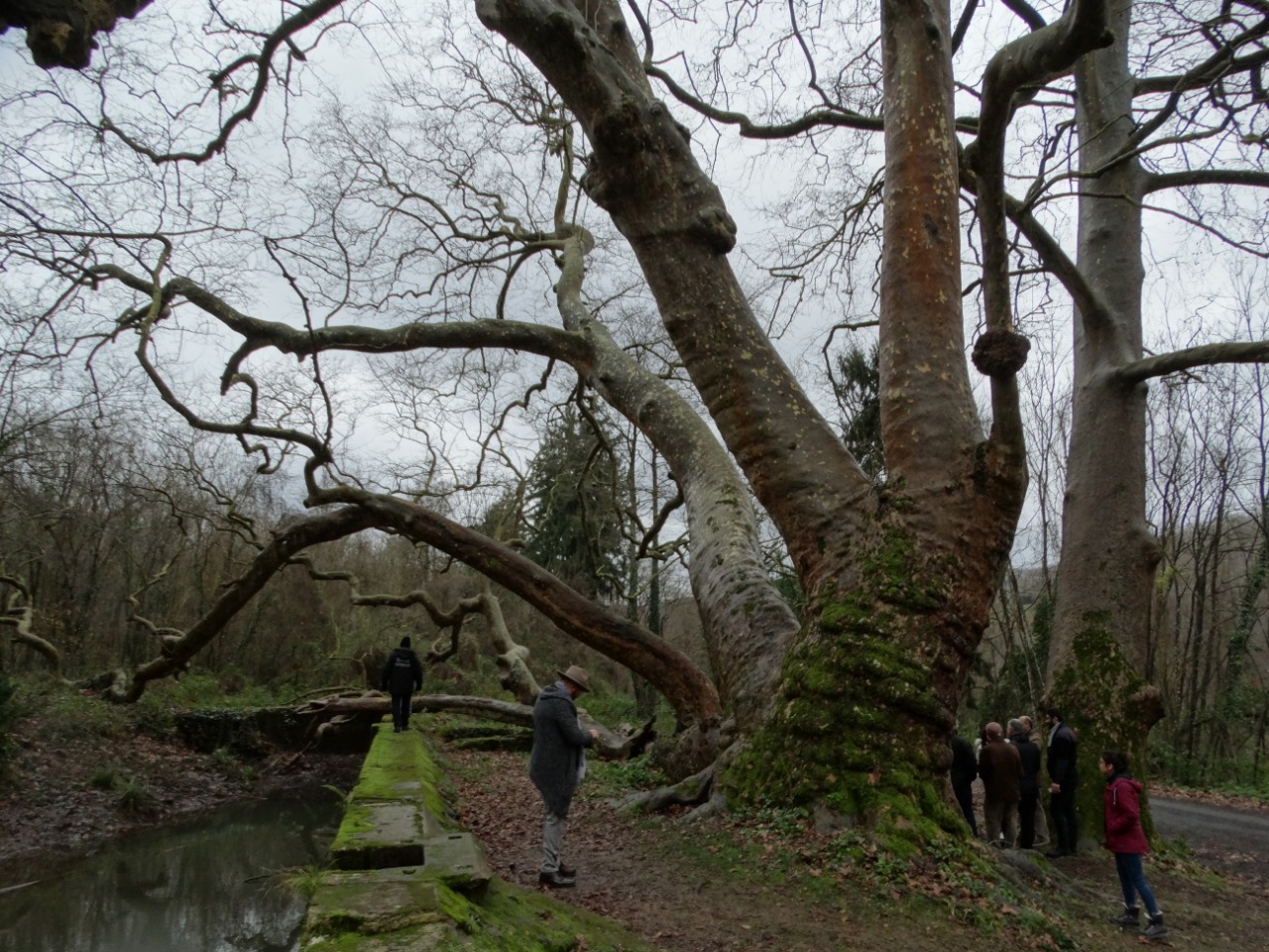 Platanus orientalis
