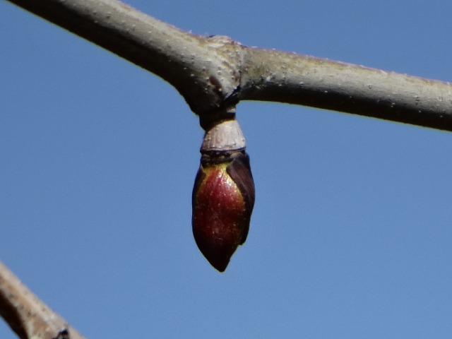 Platanus orientalis