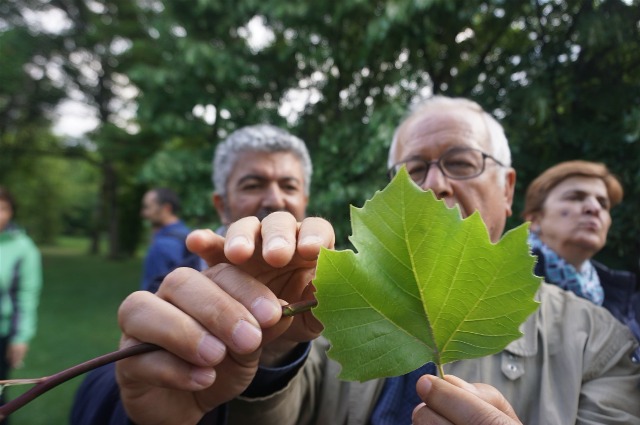 Platanus x acerifolia