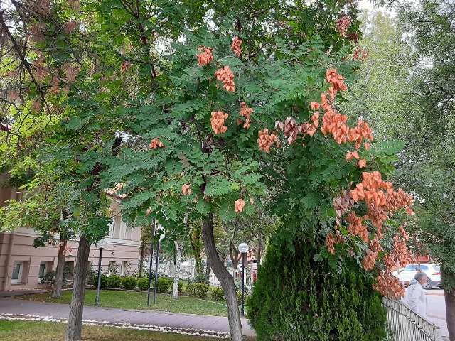 Koelreuteria paniculata