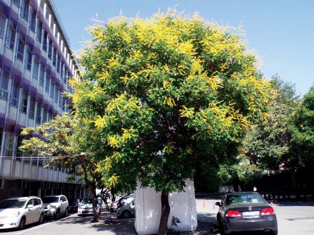 Koelreuteria paniculata