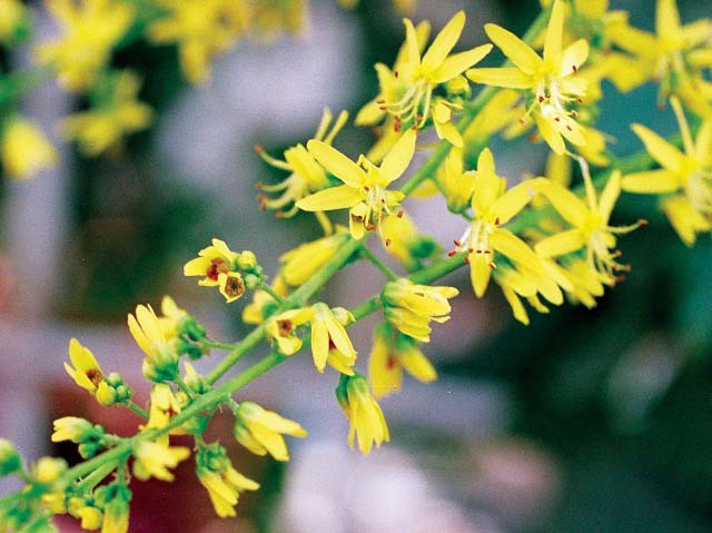 Koelreuteria paniculata