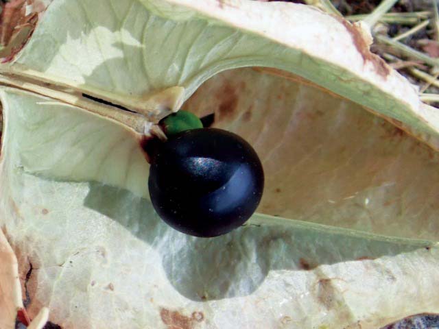 Koelreuteria paniculata