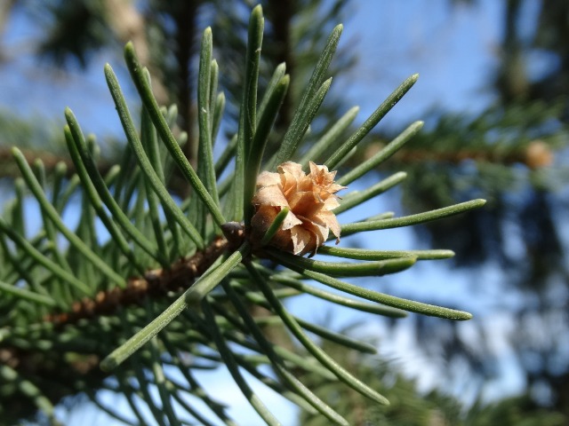 Picea abies