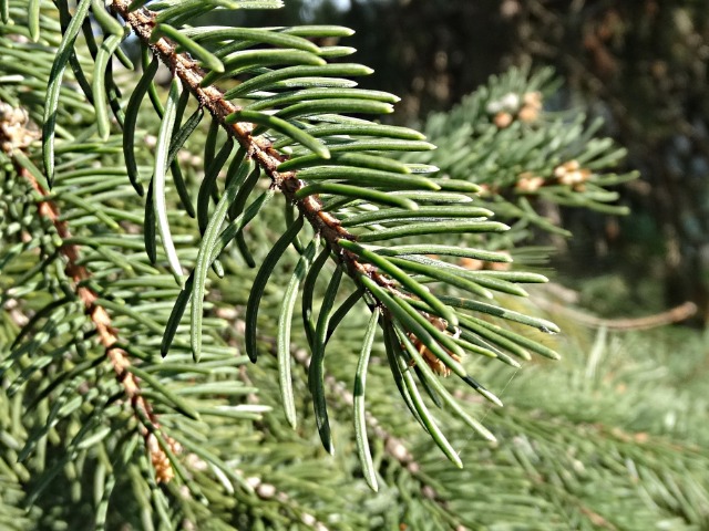 Picea abies