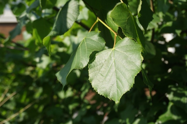 Tilia cordata