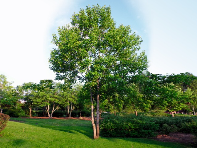 Liriodendron tulipifera