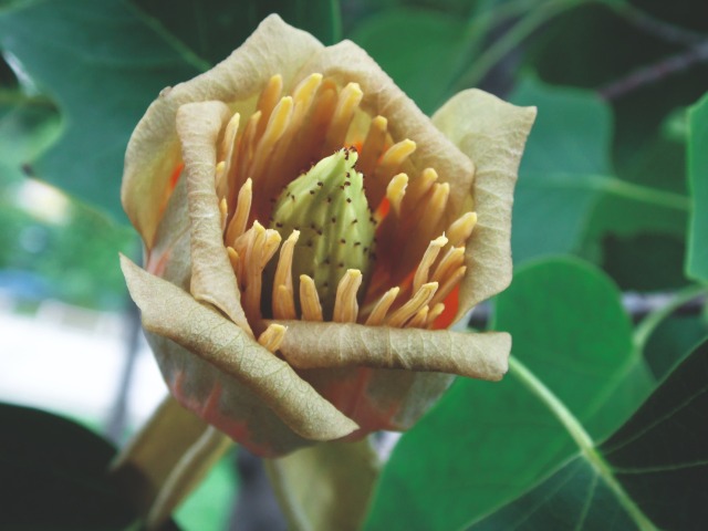 Liriodendron tulipifera