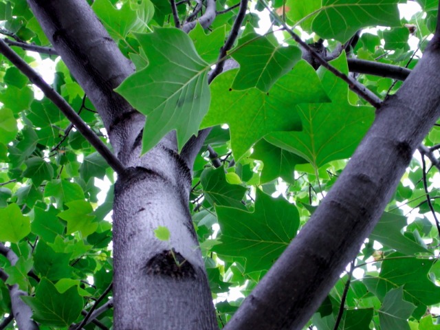 Liriodendron tulipifera