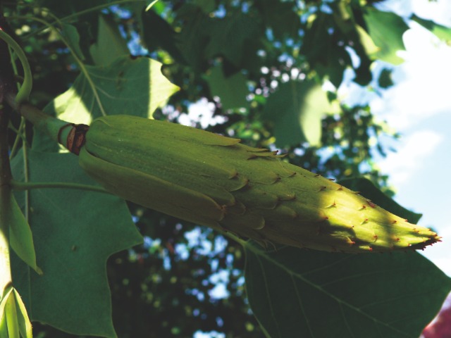 Liriodendron tulipifera