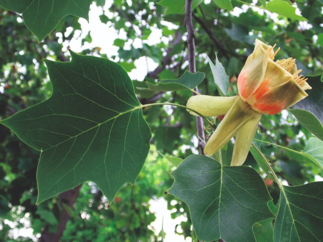 Liriodendron tulipifera