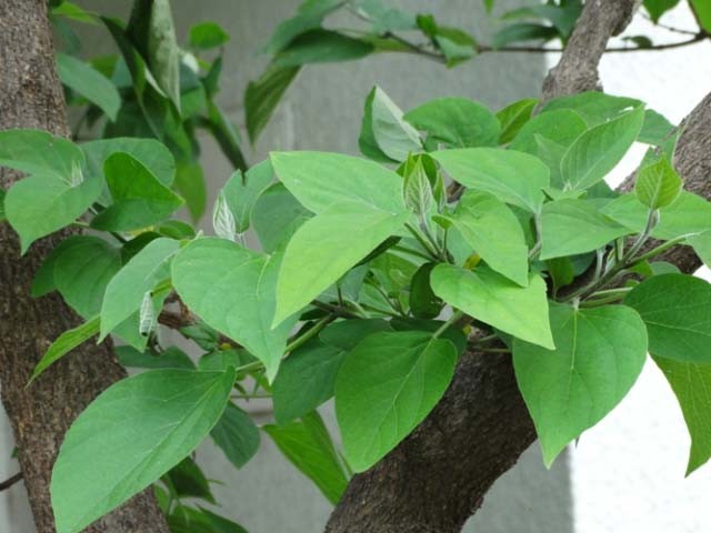 Clerodendrum trichotomum