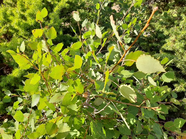 Populus tremula