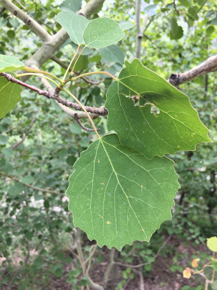 Populus tremula