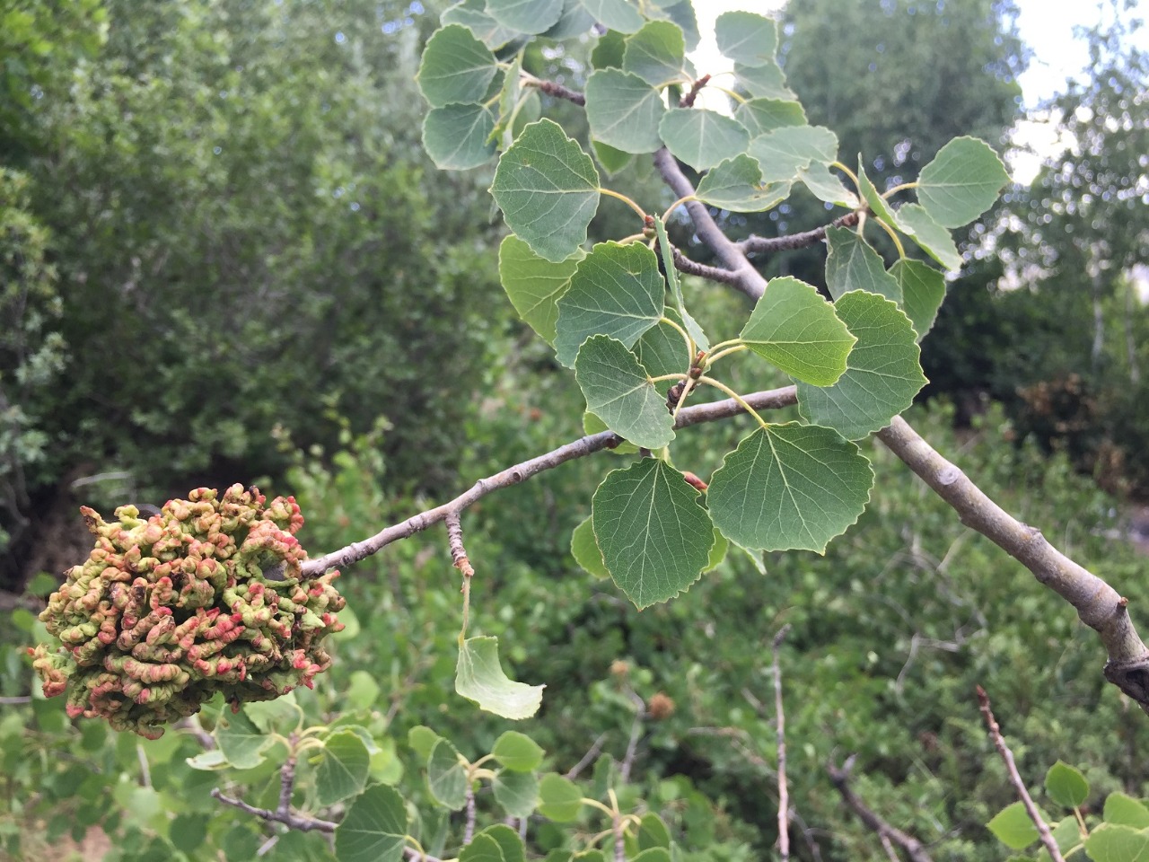 Populus tremula