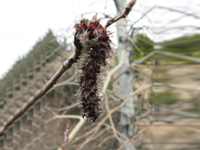 Populus tremula