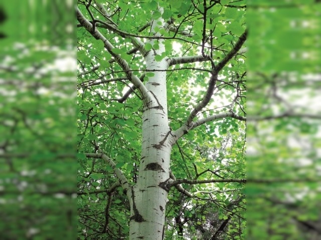 Populus tremula