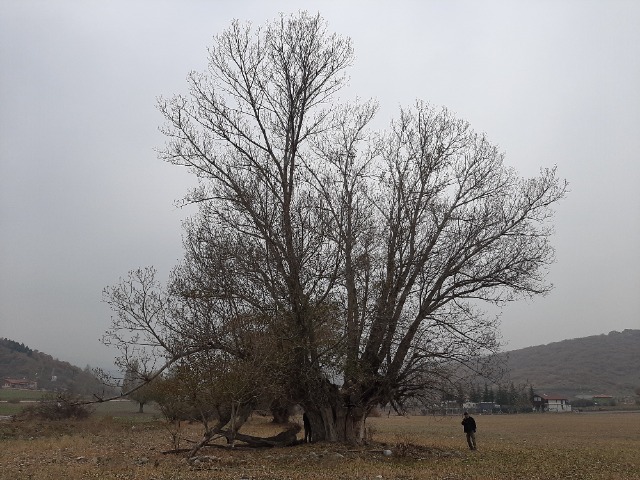 Populus nigra