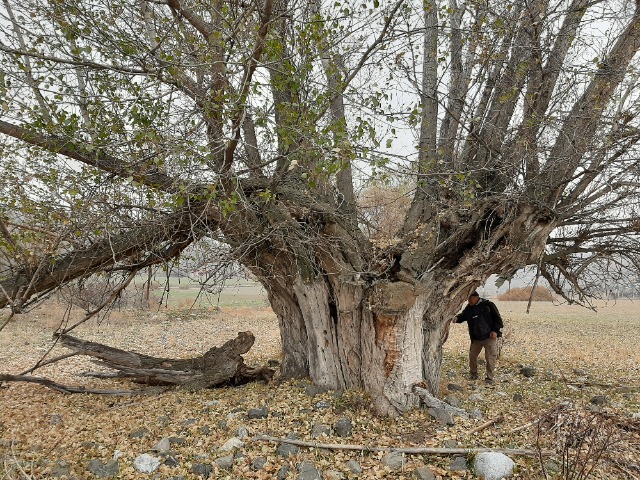 Populus nigra