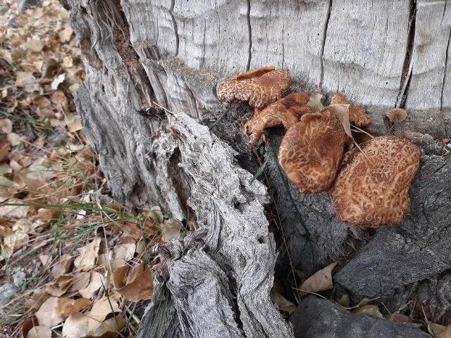 Populus nigra