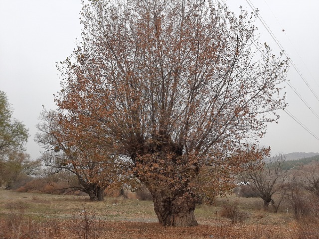 Populus nigra