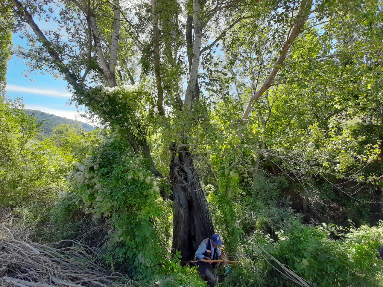 Populus nigra