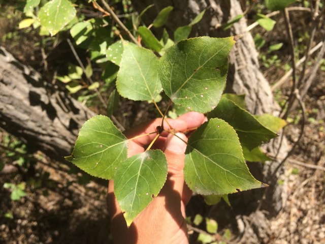 Populus nigra