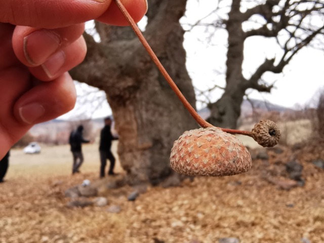 Quercus robur