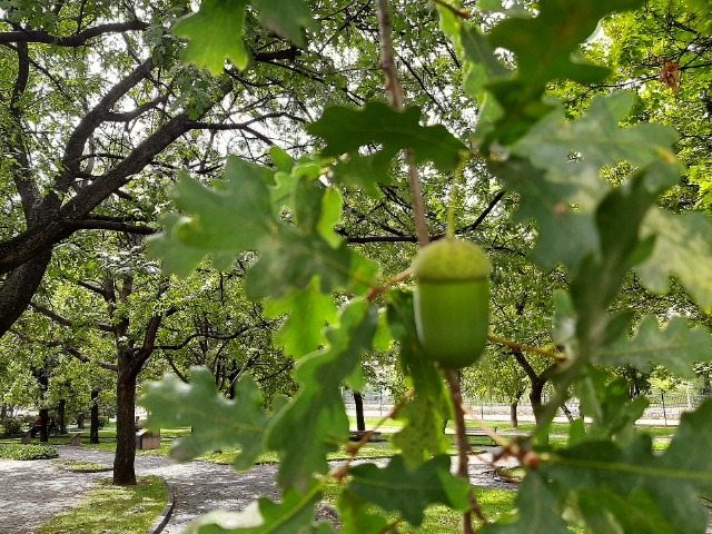 Quercus robur